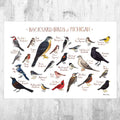 Michigan Backyard Birds Field Guide Art Print - Nature Print - Bird - Poster | Canvas Wall Art Print