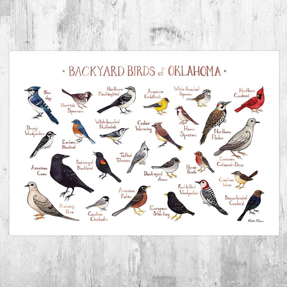 Oklahoma Backyard Birds Field Guide Art Print - Nature Print - Bird - Poster | Canvas Wall Art Print