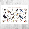 Oregon Backyard Birds Field Guide Art Print - Nature Print - Bird - Poster | Canvas Wall Art Print