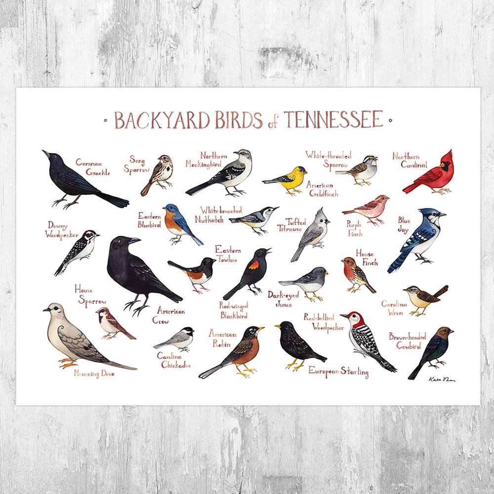 Tennessee Backyard Birds Field Guide Art Print - Nature Print - Bird - Poster | Canvas Wall Art Print