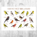 Hawaii Endemic Forest Birds Field Guide Art Print - Nature Print - Bird - Poster | Canvas Wall Art Print