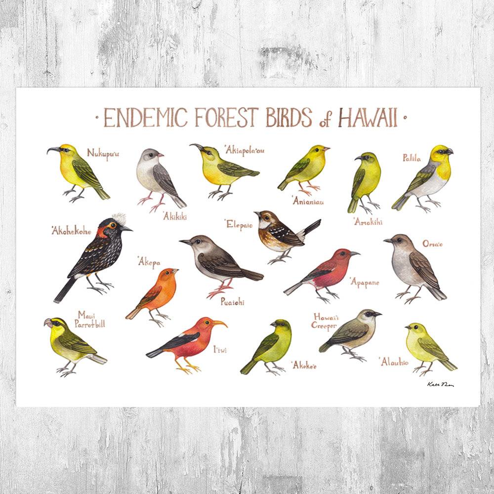 Hawaii Endemic Forest Birds Field Guide Art Print - Nature Print - Bird - Poster | Canvas Wall Art Print