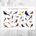 Kentucky Backyard Birds Field Guide Art Print - Nature Print - Bird - Poster | Canvas Wall Art Print