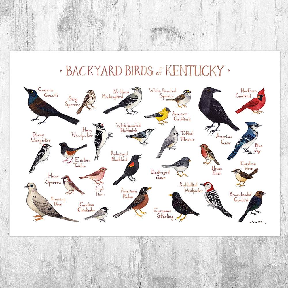 Kentucky Backyard Birds Field Guide Art Print - Nature Print - Bird - Poster | Canvas Wall Art Print