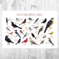 Iowa Backyard Birds Field Guide Art Print - Nature Print - Bird - Poster | Canvas Wall Art Print