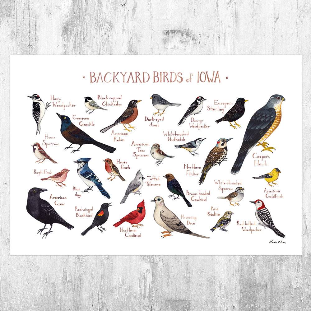 Iowa Backyard Birds Field Guide Art Print - Nature Print - Bird - Poster | Canvas Wall Art Print