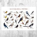 Montana Backyard Birds Field Guide Art Print - Nature Print - Bird - Poster | Canvas Wall Art Print