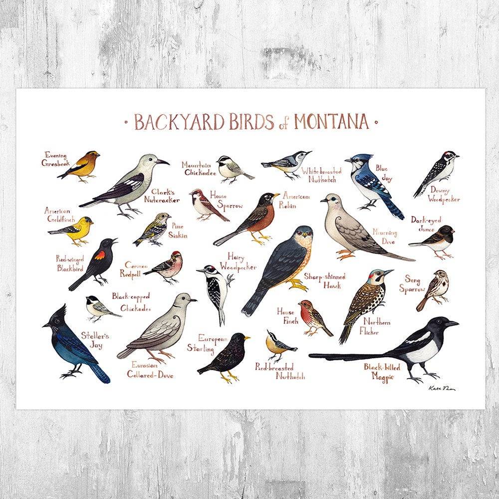 Montana Backyard Birds Field Guide Art Print - Nature Print - Bird - Poster | Canvas Wall Art Print
