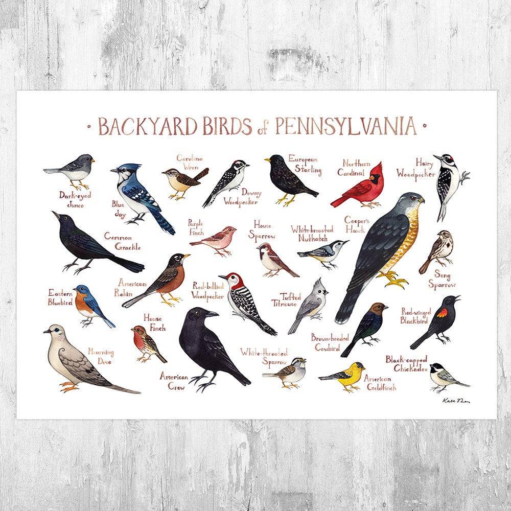 Pennsylvania Backyard Birds Field Guide Art Print - Nature Print - Bird - Poster | Canvas Wall Art Print