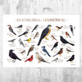 Washington, D.C. Backyard Birds Field Guide Art Print - District Of Columbia Bird - Nature Print - Poster | Canvas Wall Art Print