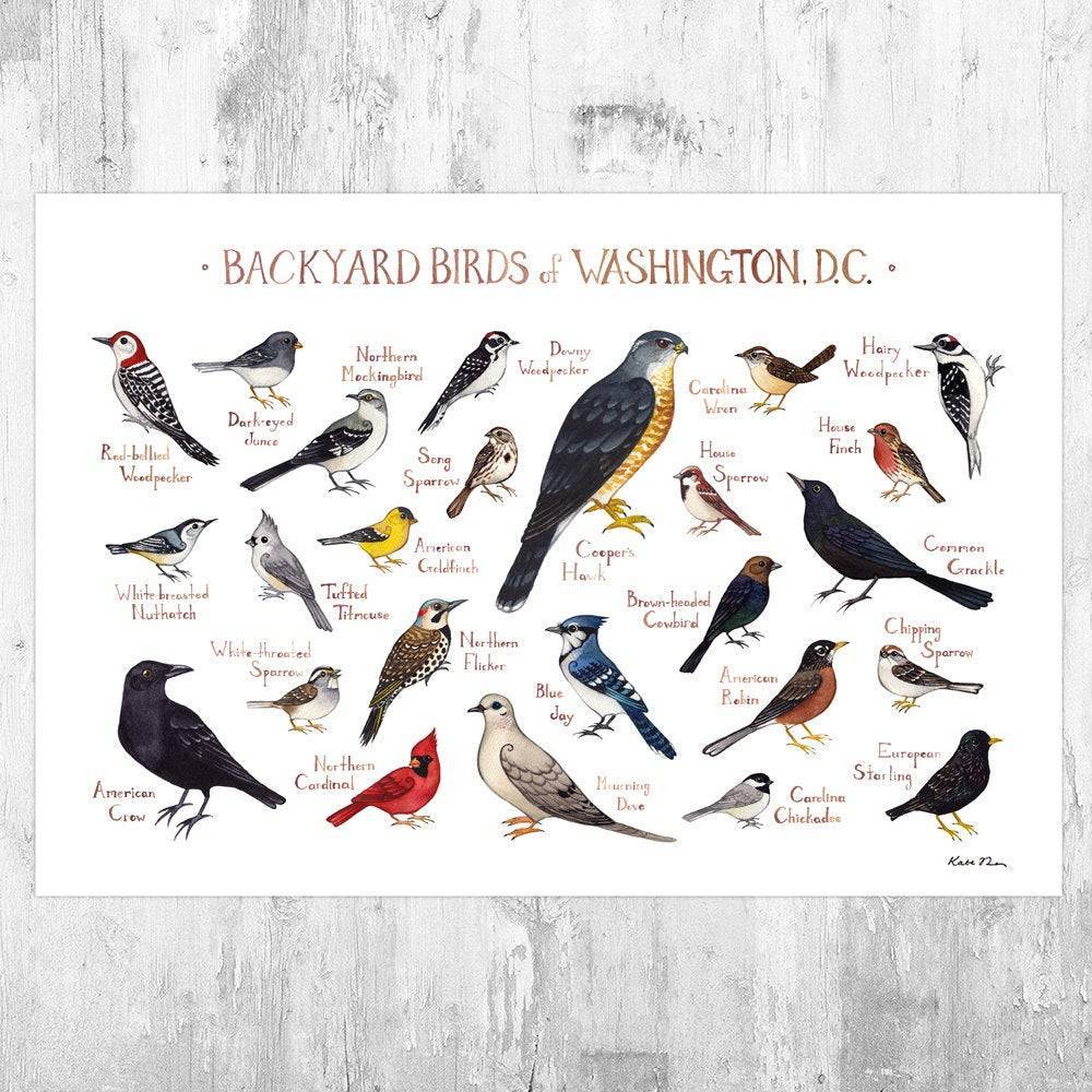 Washington, D.C. Backyard Birds Field Guide Art Print - District Of Columbia Bird - Nature Print - Poster | Canvas Wall Art Print