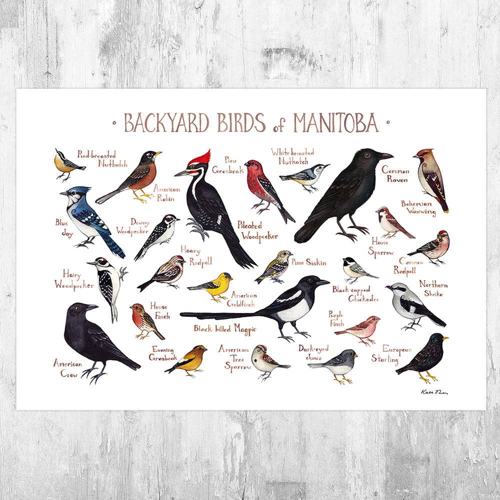 Manitoba Backyard Birds Field Guide Art Print - Nature Print - Bird - Poster | Canvas Wall Art Print