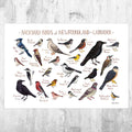 Newfoundland &amp;Amp; Labrador Backyard Birds Field Guide Art Print - Nature Print - Bird - Poster | Canvas Wall Art Print