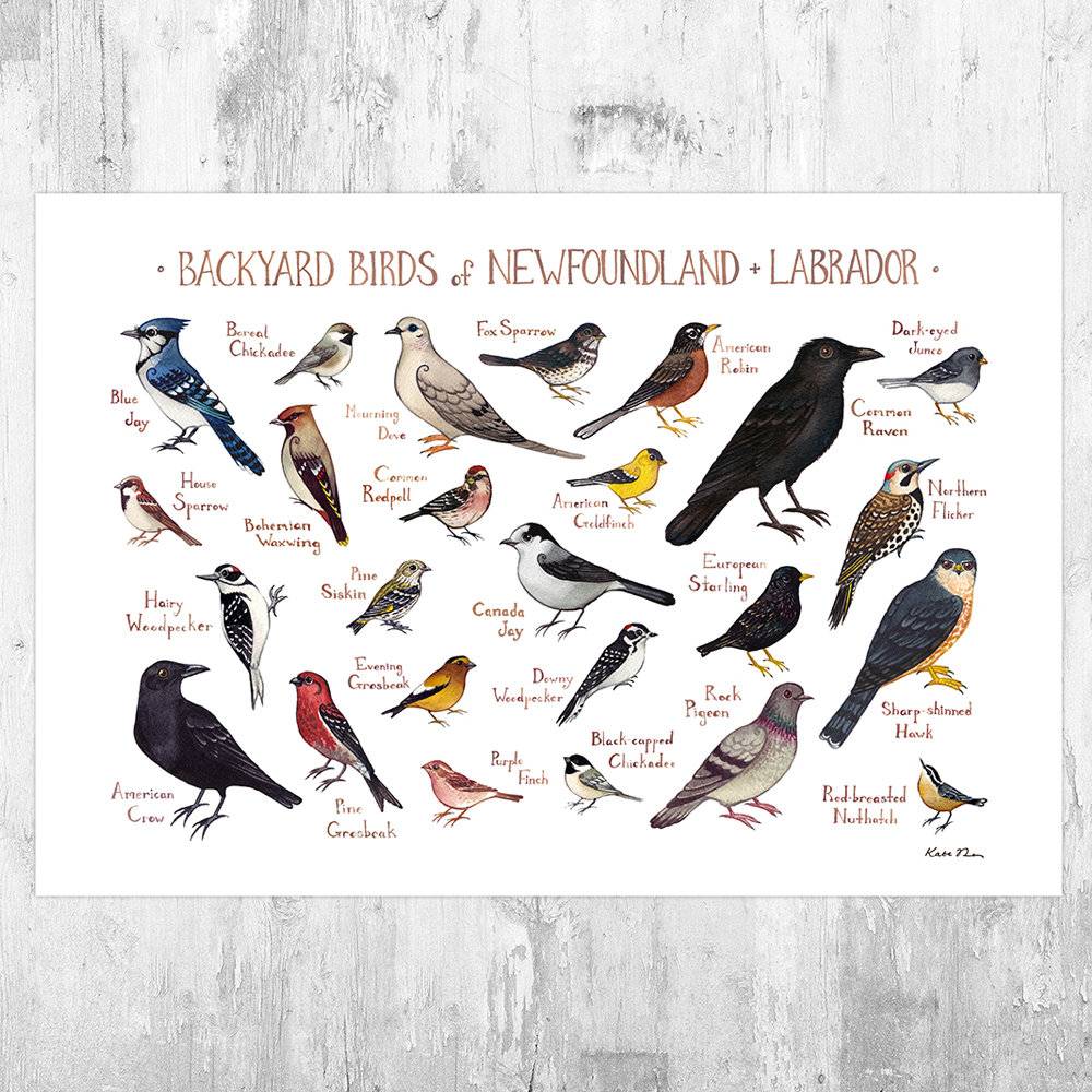 Newfoundland &amp;Amp; Labrador Backyard Birds Field Guide Art Print - Nature Print - Bird - Poster | Canvas Wall Art Print