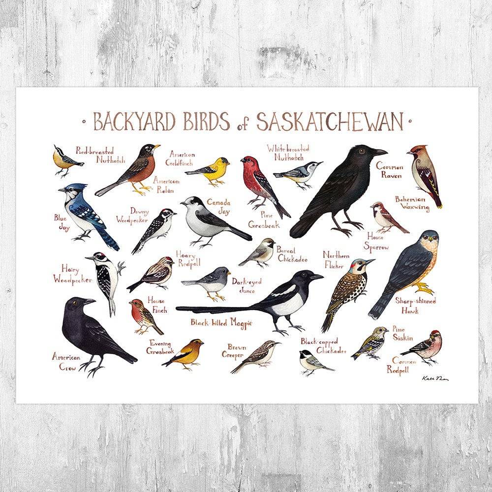 Saskatchewan Backyard Birds Field Guide Art Print - Nature Print - Bird - Poster | Canvas Wall Art Print