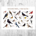Nova Scotia Backyard Birds Field Guide Art Print - Nature Print - Bird - Poster | Canvas Wall Art Print
