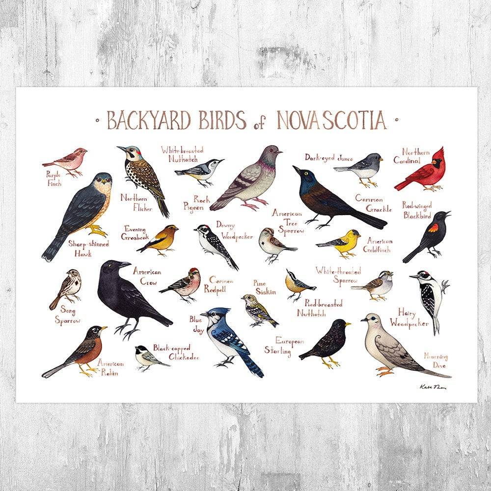 Nova Scotia Backyard Birds Field Guide Art Print - Nature Print - Bird - Poster | Canvas Wall Art Print