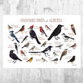 Alberta Backyard Birds Field Guide Art Print - Nature Print - Bird - Poster | Canvas Wall Art Print