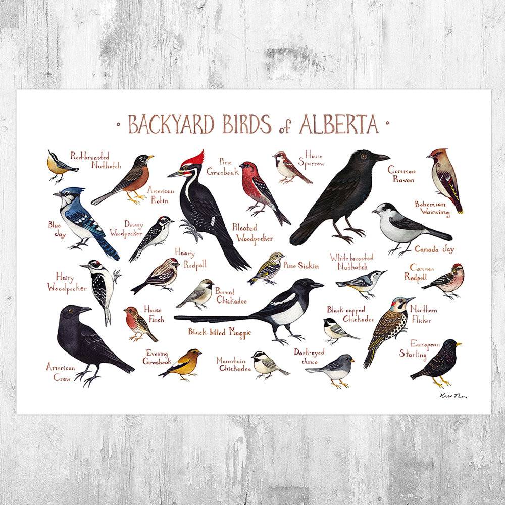 Alberta Backyard Birds Field Guide Art Print - Nature Print - Bird - Poster | Canvas Wall Art Print