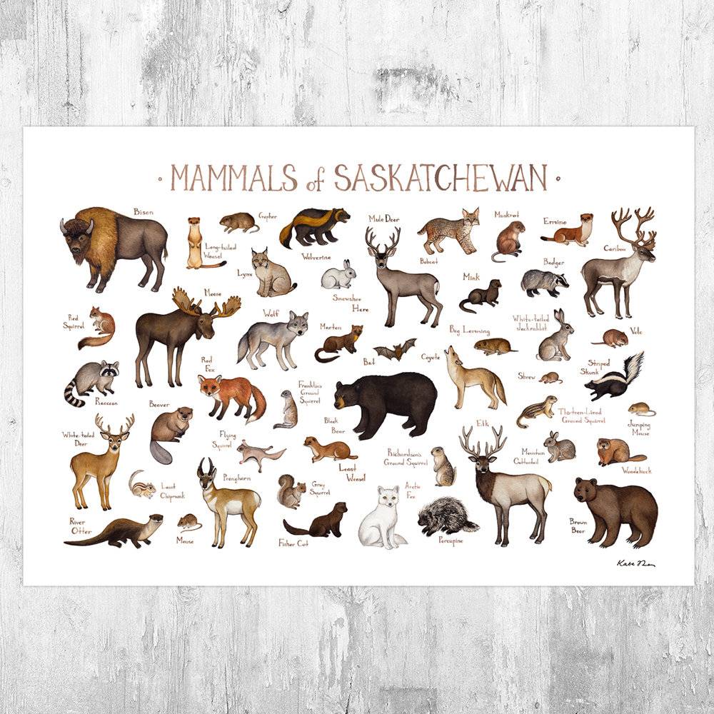 Saskatchewan Mammals Field Guide Art Print - Animals Of Canada - Canadian Wildlife - Nature Print - Poster | Canvas Wall Art Print