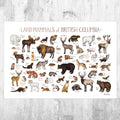 British Columbia Mammals Field Guide Art Print - Animals Of Canada - Canadian Wildlife - Nature Art Print - Poster | Canvas Wall Art Print