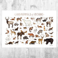 Ontario Land Mammals Field Guide Art Print - Animals Of Canada - Canadian Wildlife - Nature Print - Poster | Canvas Wall Art Print