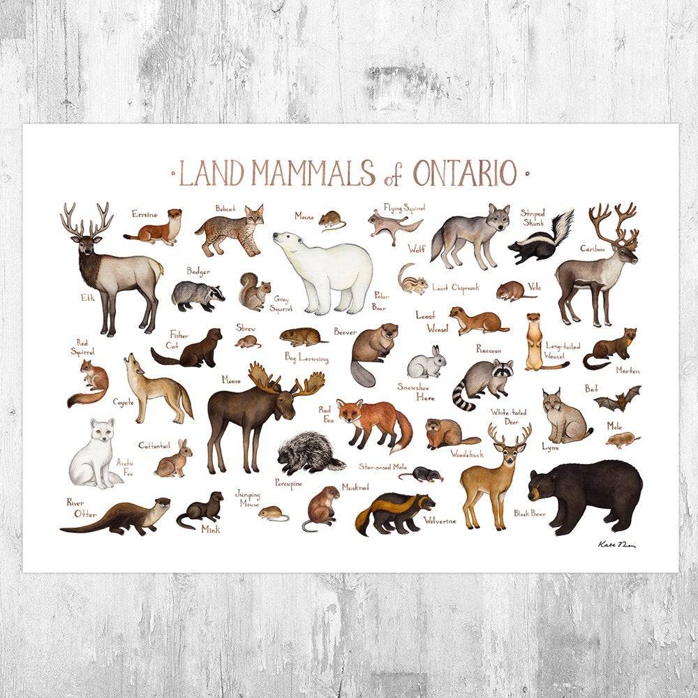 Ontario Land Mammals Field Guide Art Print - Animals Of Canada - Canadian Wildlife - Nature Print - Poster | Canvas Wall Art Print