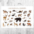 Mississippi Land Mammals Field Guide Art Print - Animals Of Mississippi - Nature Print - Wildlife - Poster | Canvas Wall Art Print