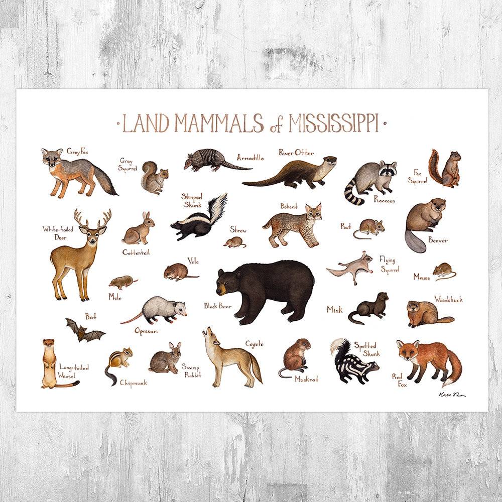 Mississippi Land Mammals Field Guide Art Print - Animals Of Mississippi - Nature Print - Wildlife - Poster | Canvas Wall Art Print