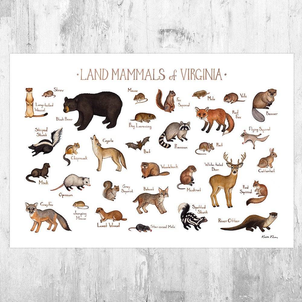 Virginia Land Mammals Field Guide Art Print - Animals Of Virginia - Nature Print - Wildlife - Poster | Canvas Wall Art Print