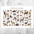 Nevada Mammals Field Guide Art Print - Animals Of Nevada - Nature Print - Wildlife - Poster | Canvas Wall Art Print