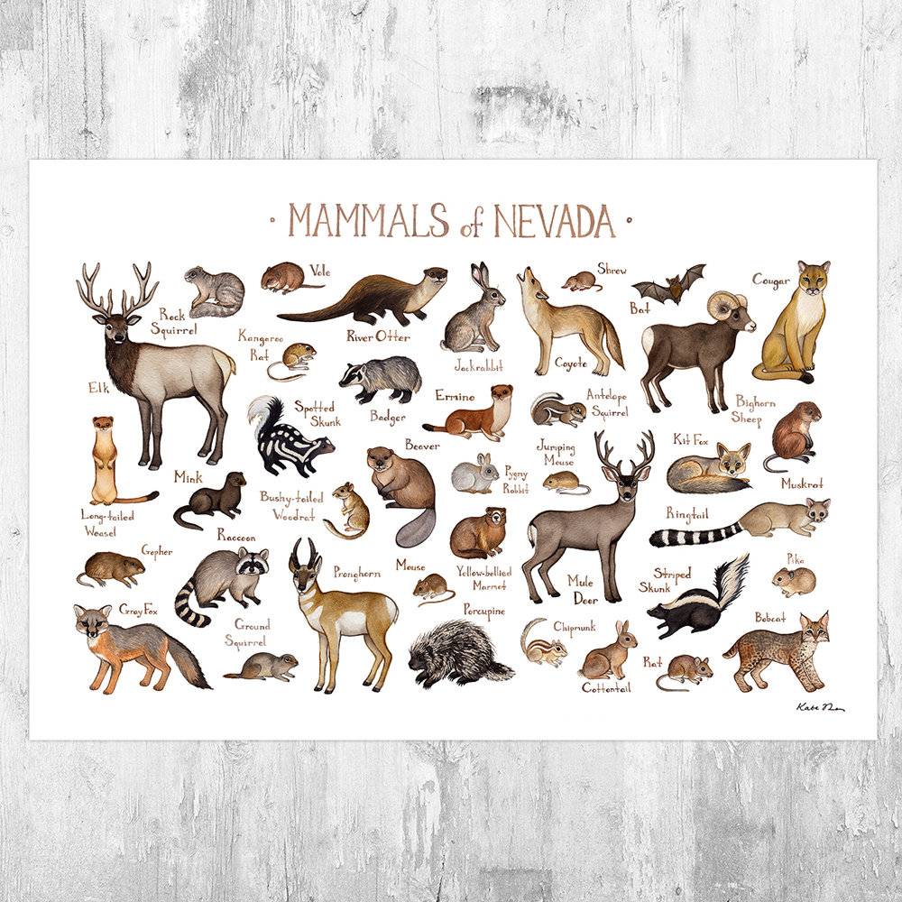 Nevada Mammals Field Guide Art Print - Animals Of Nevada - Nature Print - Wildlife - Poster | Canvas Wall Art Print