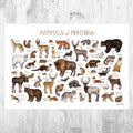 Montana Mammals Field Guide Art Print - Animals Of Montana - Nature Print - Wildlife - Poster | Canvas Wall Art Print