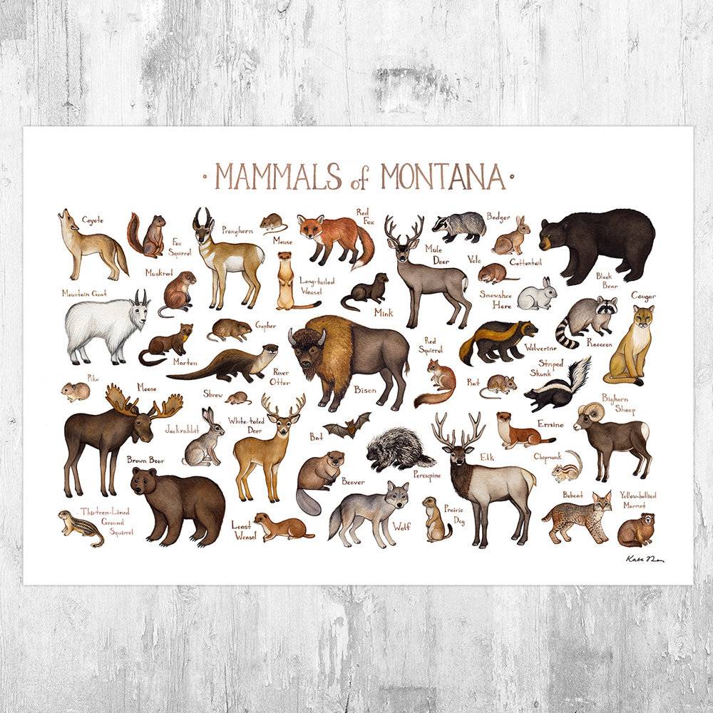 Montana Mammals Field Guide Art Print - Animals Of Montana - Nature Print - Wildlife - Poster | Canvas Wall Art Print