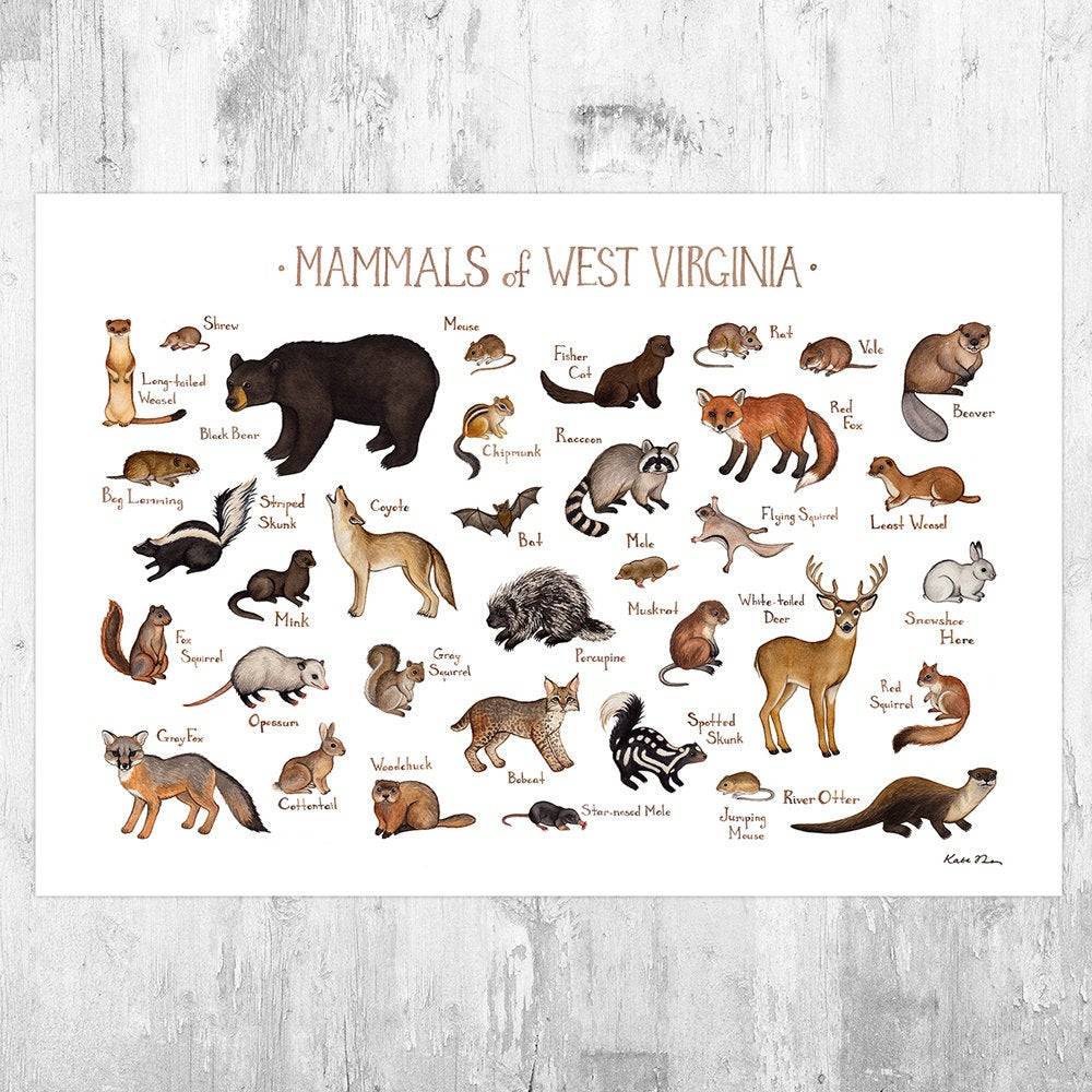 West Virginia Mammals Field Guide Art Print - Animals Of West Virginia - Nature Print - Wildlife - Poster | Canvas Wall Art Print