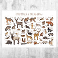 Oklahoma Mammals Field Guide Art Print - Animals Of Oklahoma - Nature Print - Wildlife - Poster | Canvas Wall Art Print