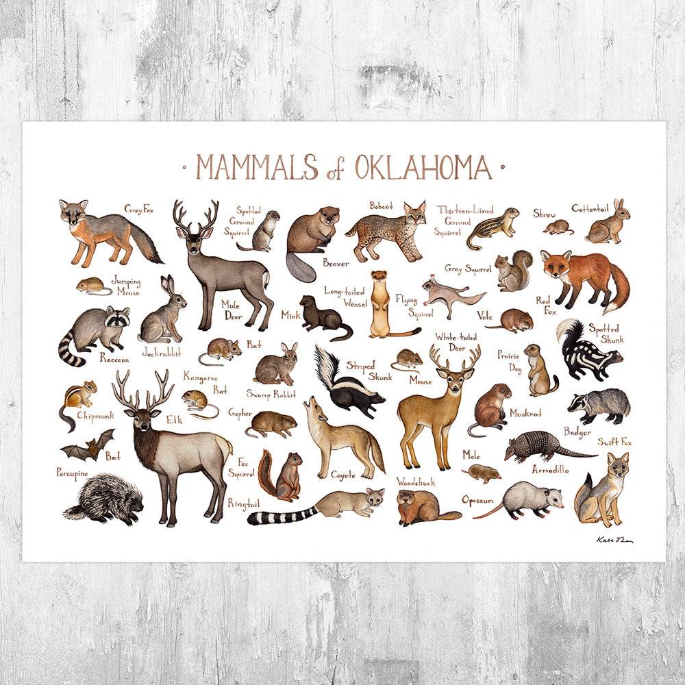 Oklahoma Mammals Field Guide Art Print - Animals Of Oklahoma - Nature Print - Wildlife - Poster | Canvas Wall Art Print