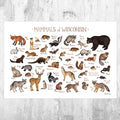Wisconsin Mammals Field Guide Art Print - Animals Of Wisconsin - Nature Print - Wildlife - Poster | Canvas Wall Art Print