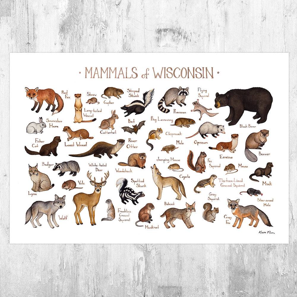 Wisconsin Mammals Field Guide Art Print - Animals Of Wisconsin - Nature Print - Wildlife - Poster | Canvas Wall Art Print