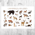 New Jersey Land Mammals Field Guide Art Print - Animals Of New Jersey - Nature Print - Wildlife - Poster | Canvas Wall Art Print
