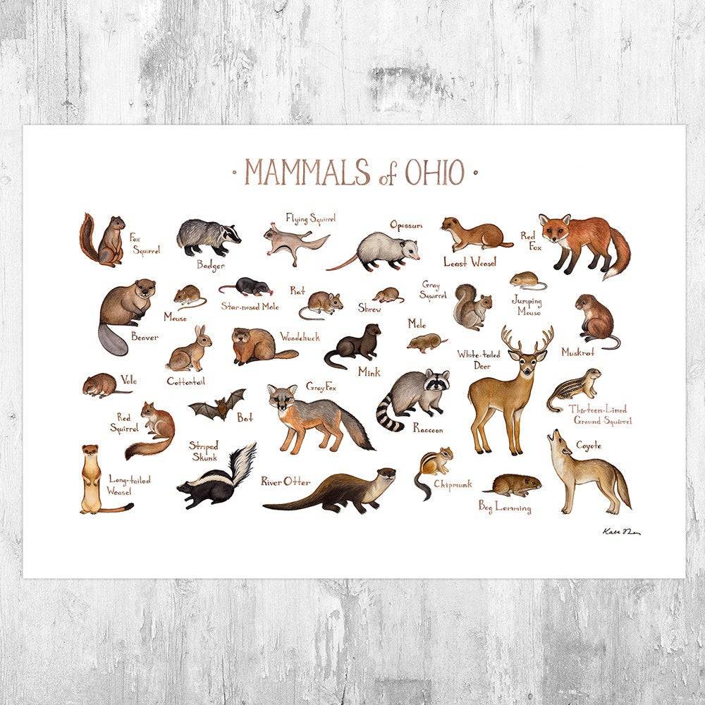 Ohio Mammals Field Guide Art Print - Animals Of Ohio - Nature Print - Wildlife - Poster | Canvas Wall Art Print