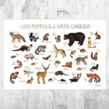 South Carolina Land Mammals Field Guide Art Print - Animals Of South Carolina - Nature Art Print - Wildlife - Poster | Canvas Wall Art Print