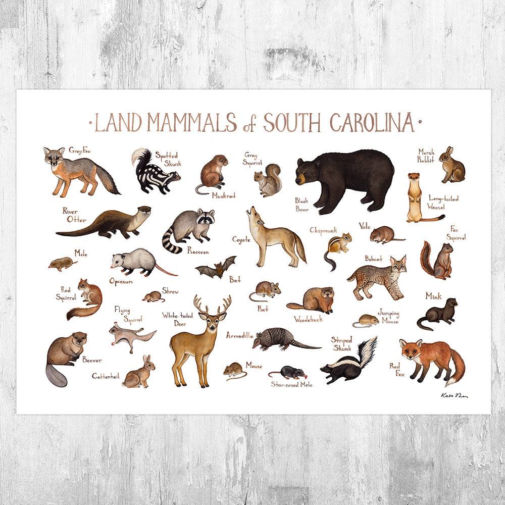 South Carolina Land Mammals Field Guide Art Print - Animals Of South Carolina - Nature Art Print - Wildlife - Poster | Canvas Wall Art Print