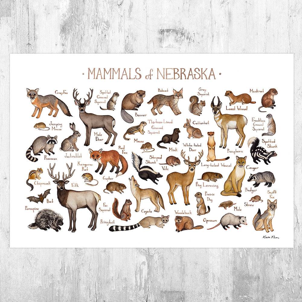 Nebraska Mammals Field Guide Art Print - Animals Of Nebraska - Nature Print - Wildlife - Poster | Canvas Wall Art Print