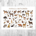 South Dakota Mammals Field Guide Art Print - Animals Of South Dakota - Nature Print - Wildlife - Poster | Canvas Wall Art Print