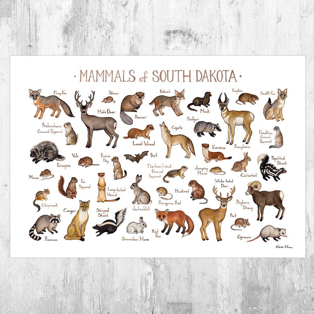 South Dakota Mammals Field Guide Art Print - Animals Of South Dakota - Nature Print - Wildlife - Poster | Canvas Wall Art Print