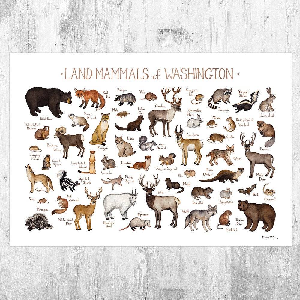 Washington Land Mammals Field Guide Art Print - Animals Of Washington - Nature Print - Wildlife - Poster | Canvas Wall Art Print