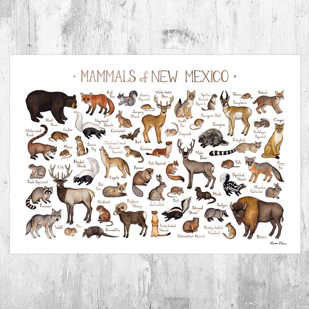New Mexico Mammals Field Guide Art Print - Animals Of New Mexico - Nature Print - Wildlife - Poster | Canvas Wall Art Print