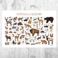 Colorado Mammals Field Guide Art Print - Animals Of Colorado - Nature Print - Wildlife - Poster | Canvas Wall Art Print