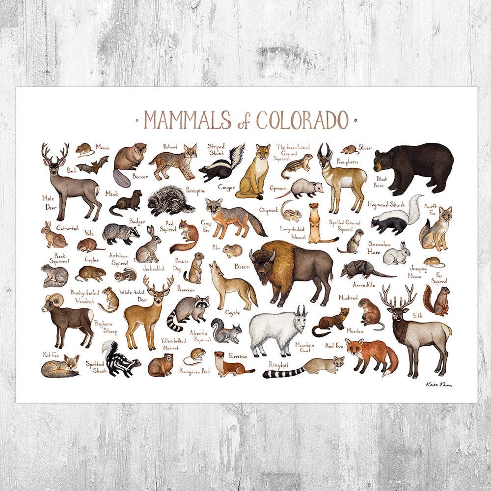 Colorado Mammals Field Guide Art Print - Animals Of Colorado - Nature Print - Wildlife - Poster | Canvas Wall Art Print
